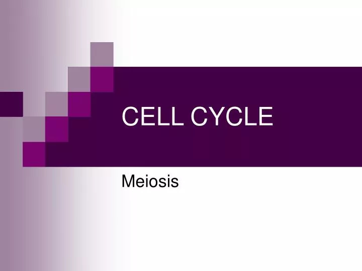 cell cycle