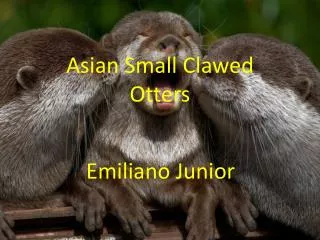 Asian Small Clawed Otters