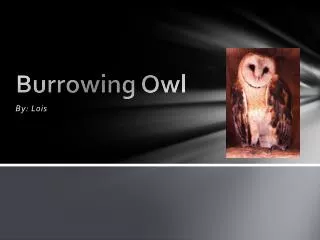 Burrowing Owl