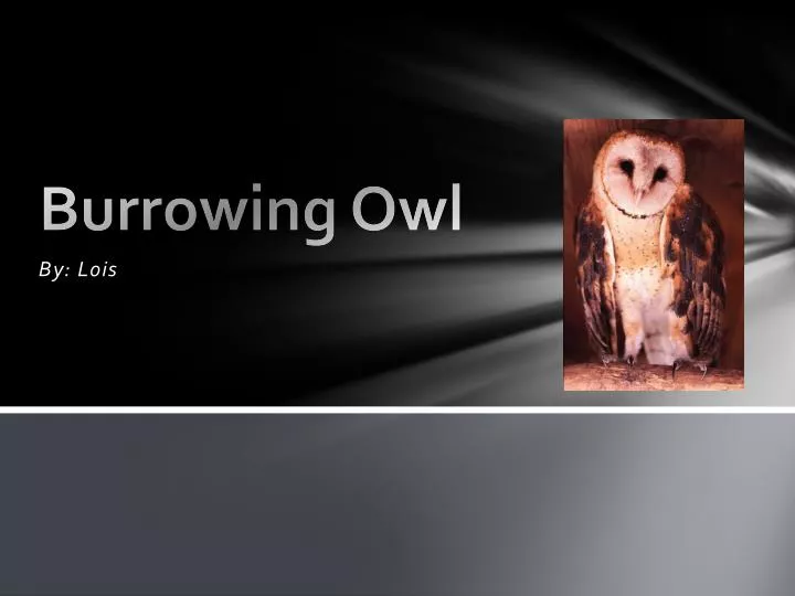 burrowing owl