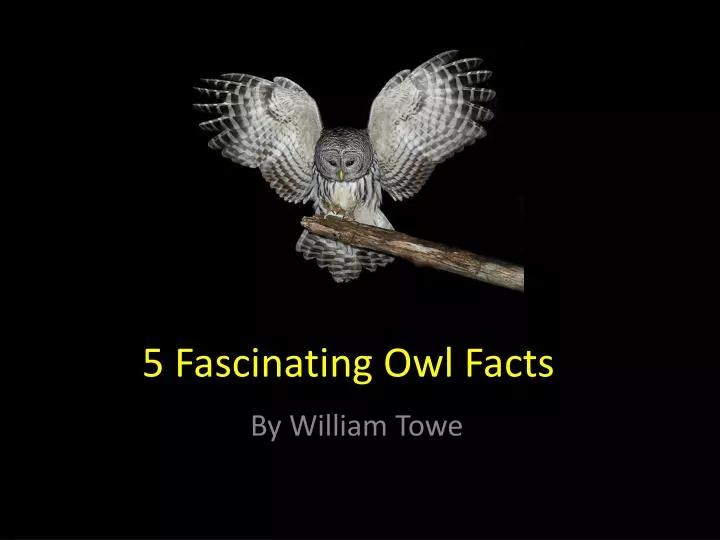 5 f ascinating owl facts