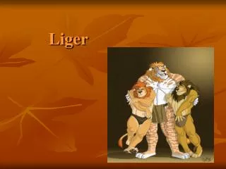 liger