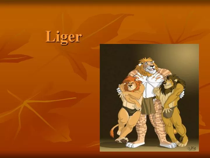 liger