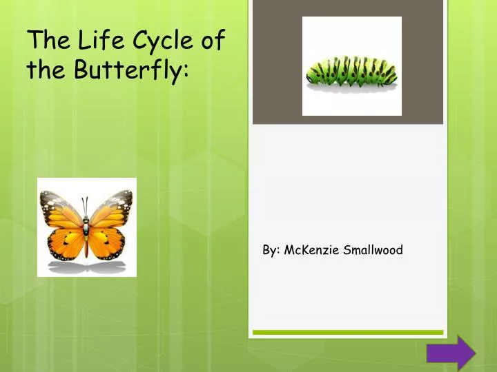 the life cycle of the butterfly