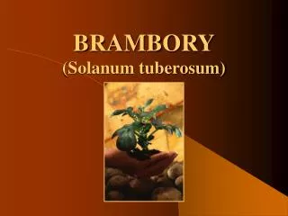 brambory