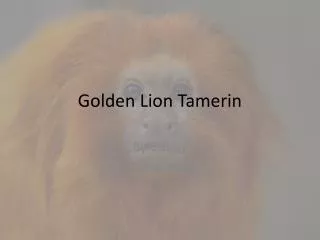 Golden Lion Tamerin