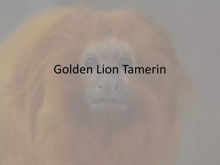 golden lion tamerin