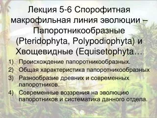 5 6 pteridophyta polypodiophyta equisetophyta