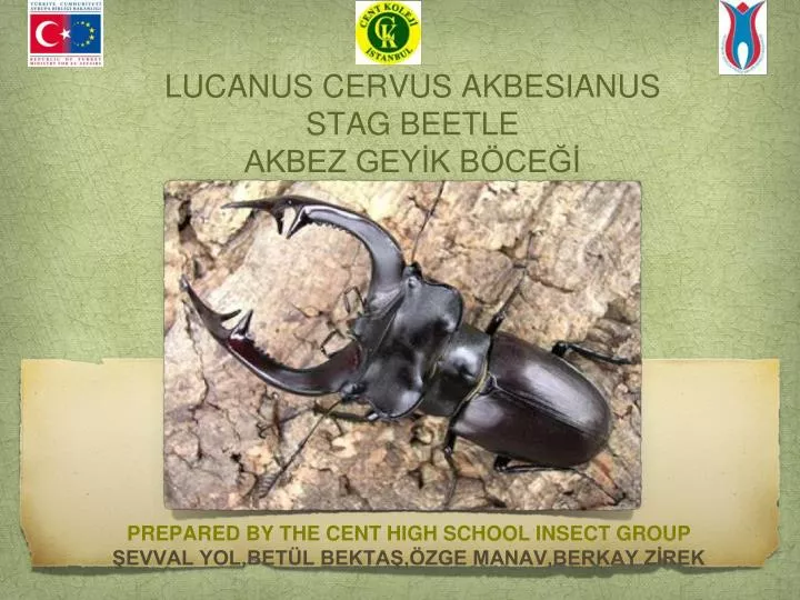 lucanus cervus akbesianus stag beetle akbez gey k b ce