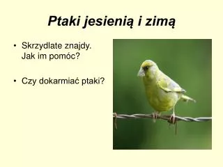 ptaki jesieni i zim