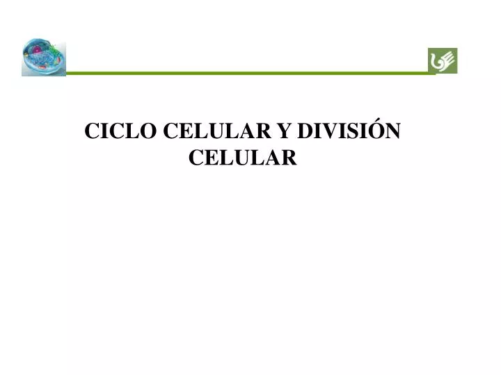 ciclo celular y divisi n celular