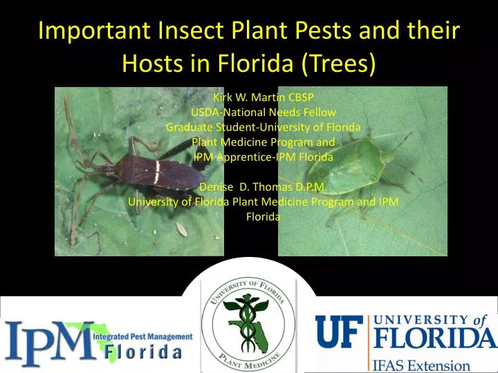 important insect plant pests and their hosts in florida trees