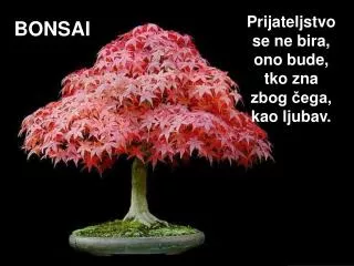bonsai