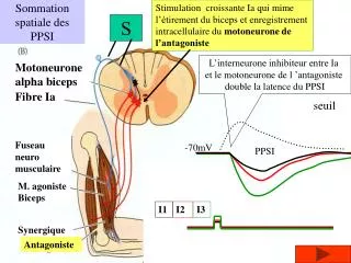 sommation spatiale des ppsi