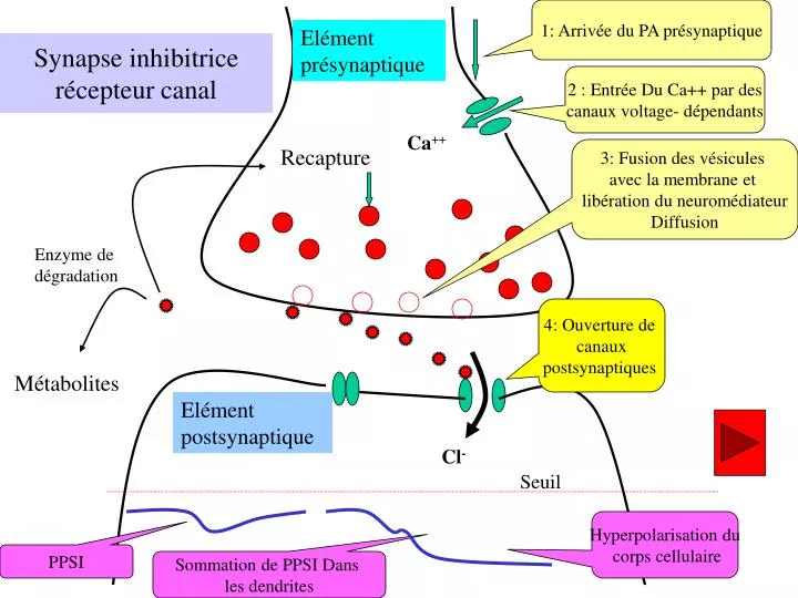 synapse inhibitrice r cepteur canal