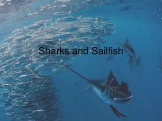 Sharks and Sailfish