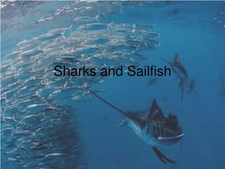 sharks and sailfish