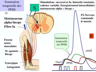 sommation temporelle des ppse