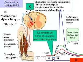 sommation spatiale ppse