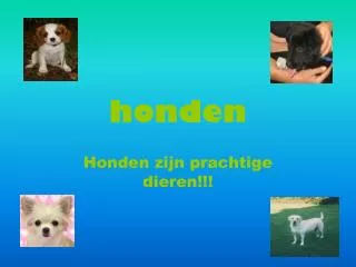 honden