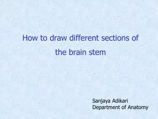 How to draw different sections of the brain stem