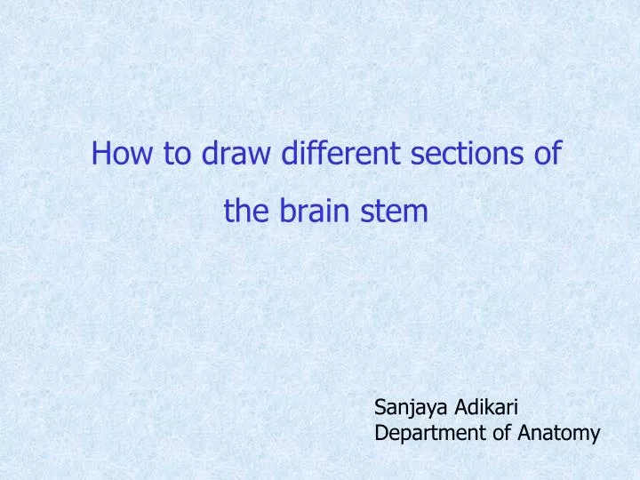 how to draw different sections of the brain stem