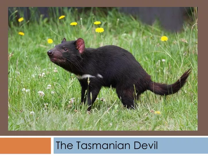 the tasmanian devil