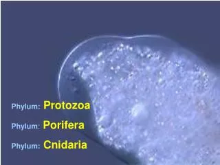 Phylum: Protozoa Phylum : Porifera Phylum: Cnidaria