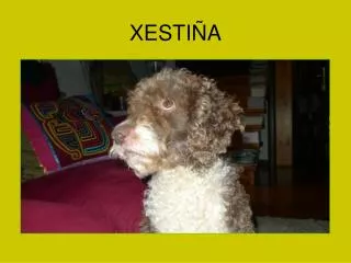 xesti a