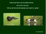 Twee losse foto’s van te spotten dieren, - slide 1
