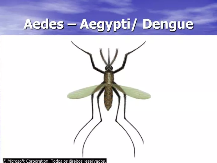 aedes aegypti dengue