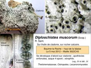 Diploschistes muscorum (Scop.) R. Sant.