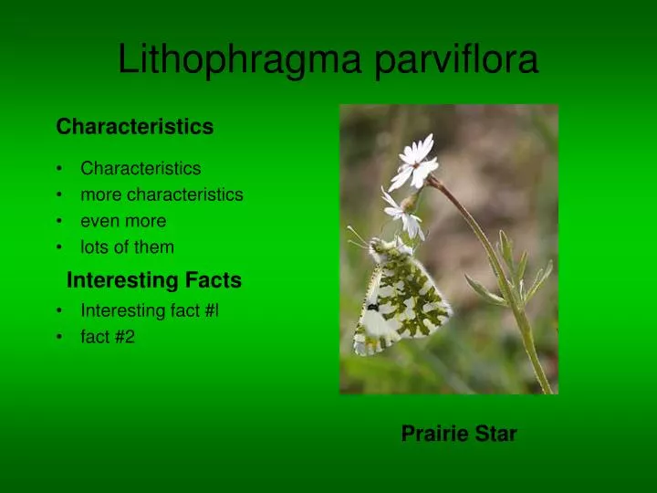 lithophragma parviflora