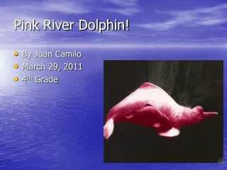 Pink River Dolphin!