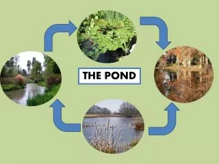 THE POND