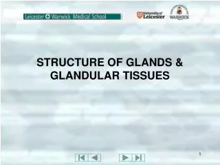 STRUCTURE OF GLANDS &amp; GLANDULAR TISSUES