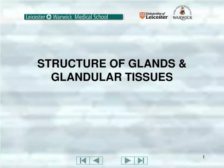 structure of glands glandular tissues