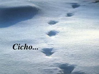 cicho