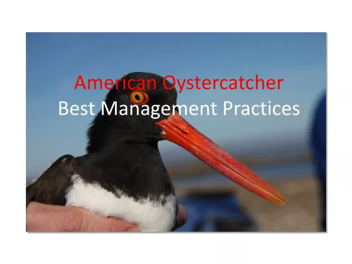 american oystercatcher best management practices