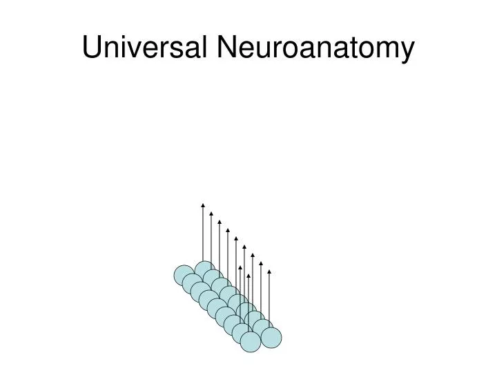universal neuroanatomy