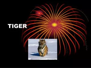 tiger