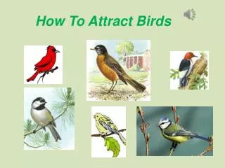 How To Attract Birds