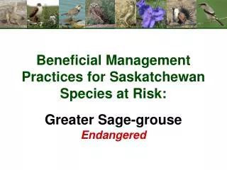 Beneficial Management Practices for Saskatchewan Species at Risk: Greater Sage-grouse Endangered