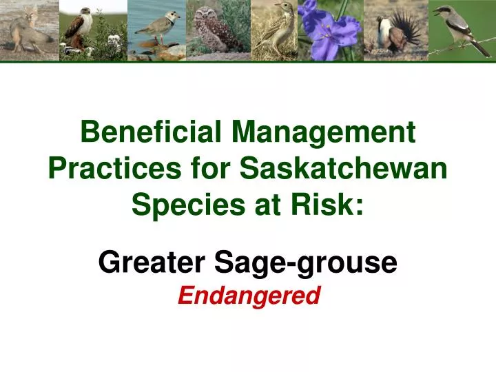 beneficial management practices for saskatchewan species at risk greater sage grouse endangered