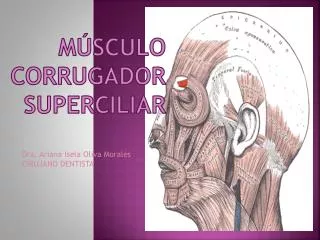 m sculo corrugador superciliar