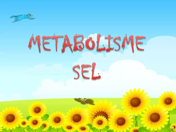 metabolisme sel