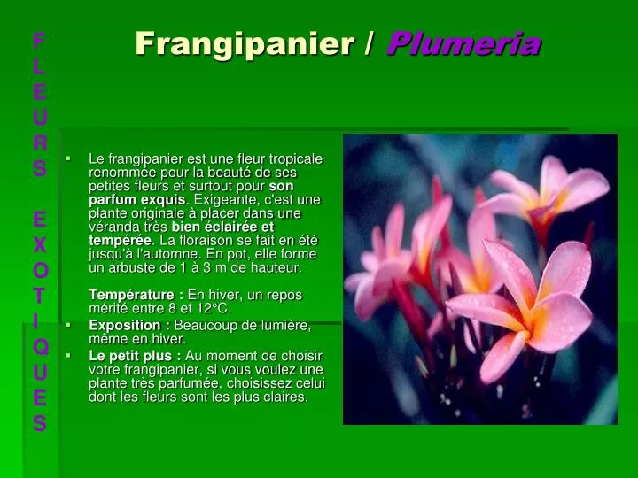 frangipanier plumeria