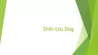 Shih- tzu Dog