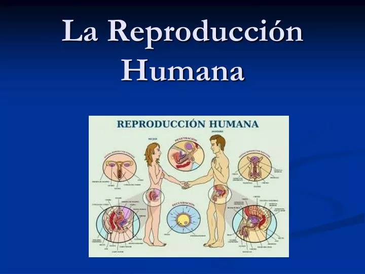 la reproducci n humana