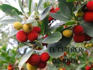 el cirerer d arbo